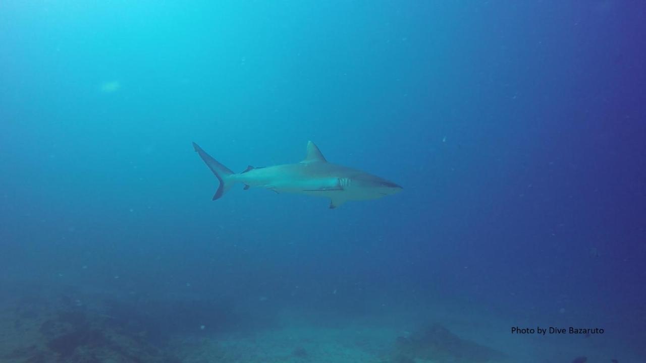 Dolphin Dhow Beach Safaris فيلانكولوس المظهر الخارجي الصورة
